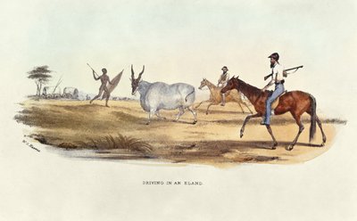 Conduciendo un eland, ilustración de Deportes salvajes de Sudáfrica, por W.C. Harris, 1841 de William Cornwallis Harris